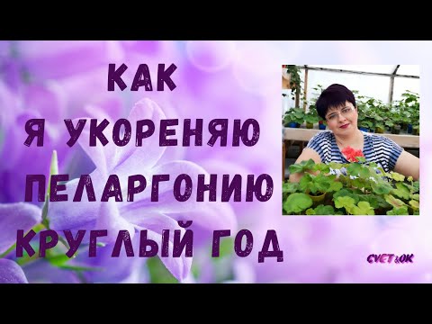 Видео: УКОРЕНЯЮ ЧЕРЕНКИ ПЕЛАРГОНИИ КРУГЛЫЙ ГОД