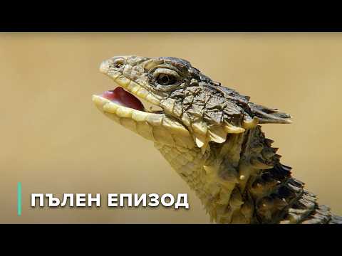 Видео: Кратерът Вредефорт: Устойчивостта на природата след катастрофа | Дивите пейзажи на Африка 102