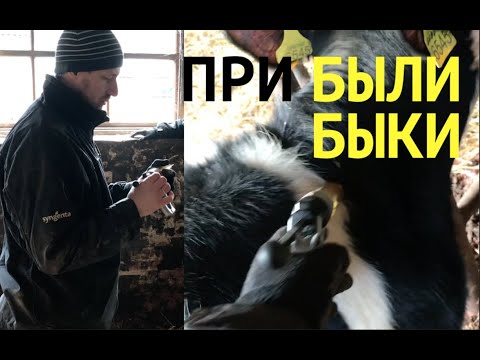 Видео: ОБРАБОТКА ЗАКУПЛЕНЫХ БЫКОВ: ПРОГЛИСТКА И ЗУПРЕВО