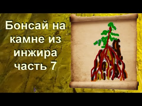 Видео: Бонсай на камне из инжира часть 7