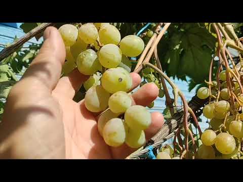 Видео: 8-9 сентября 2025