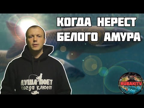 Видео: Когда нерест белого амура? Не пропустите жор!