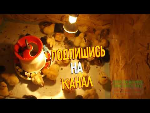 Видео: Инкубация. Первый опыт.