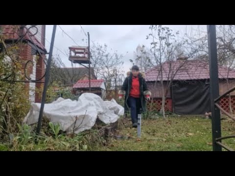 Видео: История мошенничества. Какие новости? Подготовка сада к зиме. Укрываю виноград.