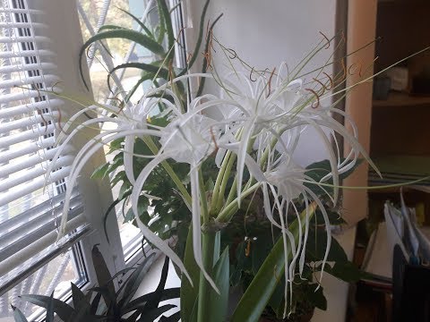 Видео: ЧУДО на ПОДОКОННИКЕ - ГИМЕНОКАЛЛИС.