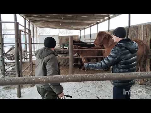 Видео: Коровы пасутся,купили жеребчика.