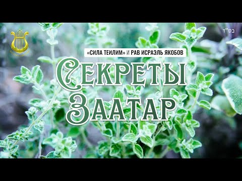 Видео: 🌿 Секреты Заатар - Сирийская Душица - ЭЗОВ  (Рав Исраэль Якобов)