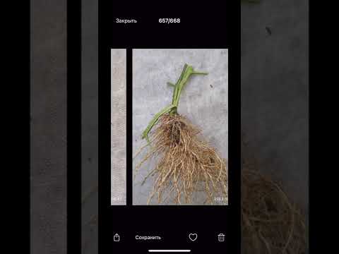 Видео: Достал корень - спасаем от увядания