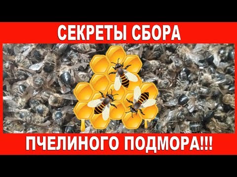 Видео: Секреты сбора пчелиного подмора!