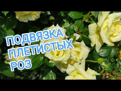 Видео: ПОДВЯЗЫВАЕМ ПЛЕТИСТЫЕ РОЗЫ ПРАВИЛЬНО. КАК ЗАКРЕПИТЬ НА ПЕРГАЛЫ.