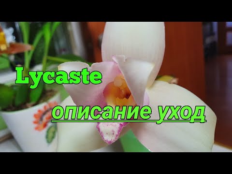 Видео: Ликасты (Lycaste) описание, уход.Содержание в моих условиях.