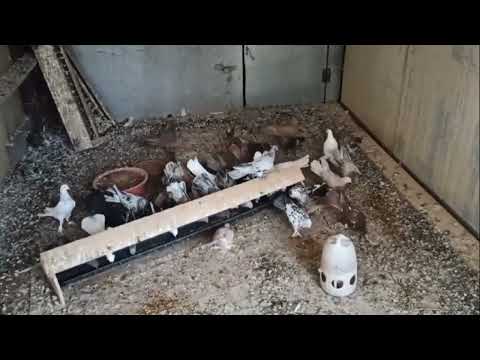 Видео: ПРОДАЖА ШИРОКОХВОСТЫХ БАКИНСКИХ ГОЛУБЕЙ.