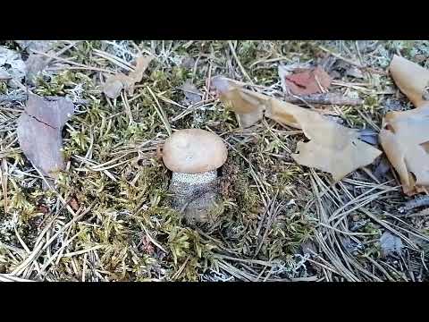 Видео: Собираем грибы (15.07.2025) 2 последняя часть. Сямозеро