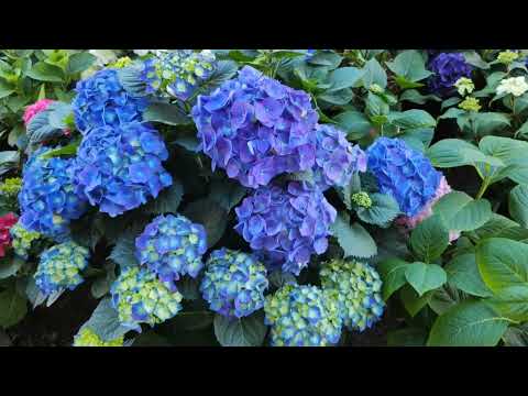 Видео: 28.05.25 Обзор крупнолистных гортензий