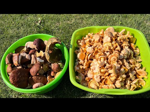 Видео: Сбор Грибов перед надвигающейся жарой