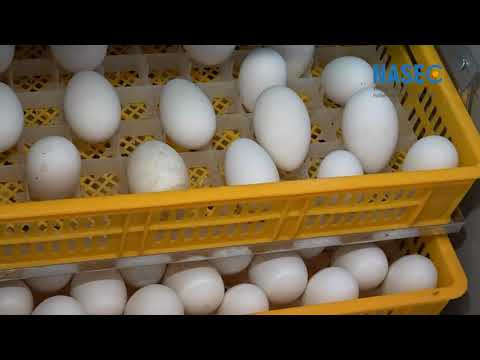 Видео: 🌾 17.10.2025 ж. Семинар: «Суда жүзетін құстарды өсірудің тиімді әдістерін жасақтау».