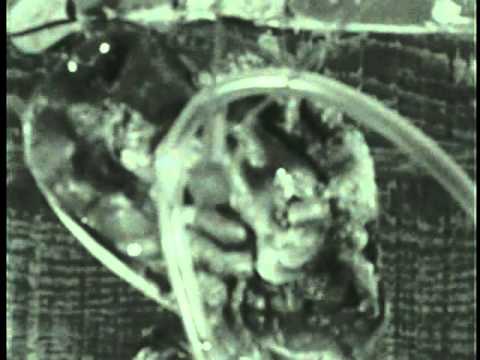 Видео: культура курения - мухи