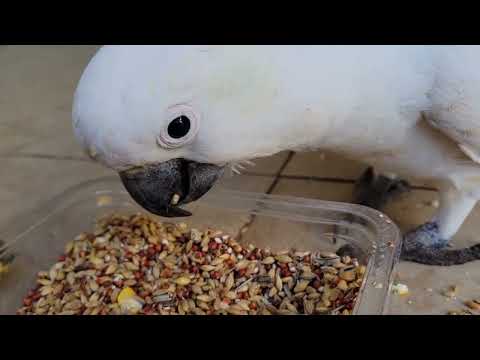 Видео: 🦜 Два "Г" - Голубь и Гоша!