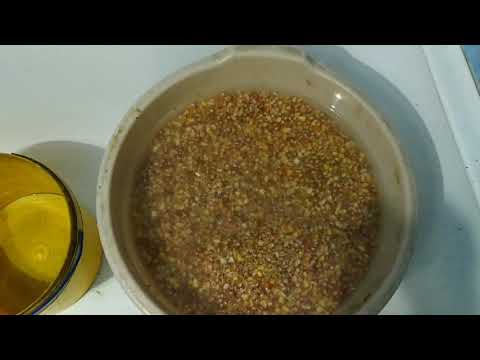 Видео: Ферментировоная кукуруза и пшеница!!! Убойная прикормка для амура и карпа!!!