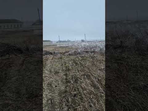 Видео: Уборка поля от сорняков с прошлого лета. #борона #мтз #георгиевскийдорпер