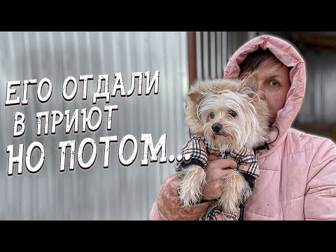 Видео: Спасение животных/ Филя очень сильно любил хозяина