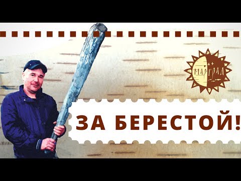 Видео: Заготовка бересты. Андрей Михайлов | Мариинск Сегодня