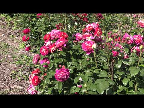 Видео: розы цветут,  обзор сортов, питомник роз полины козловой rozarium.biz