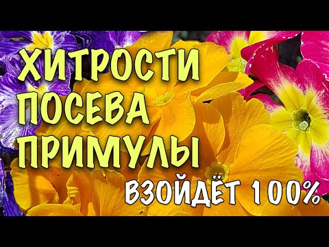 Видео: ВЗОЙДЁТ ТОЧНО! Как вырастить ПРИМУЛУ из СЕМЯН! СЕКРЕТ в  ПРАВИЛЬНОЙ СТРАТИФИКАЦИИ