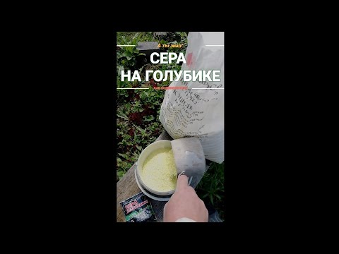Видео: 🫐 Подкисляем голубику правильно! #голубика #сера #подкисление #хрущ