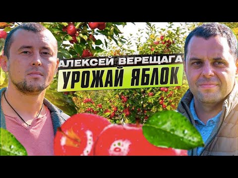 Видео: ЯБЛОНЕВЫЙ САД: технология выращивания (обрезка, уход, подкормки) от Алексея Верещаги. СБОР УРОЖАЯ.