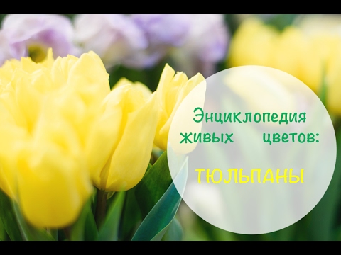 Видео: Энциклопедия живых цветов: Тюльпаны