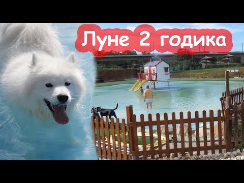 Видео: VLOG День Рождения Луны в собачьем аквапарке