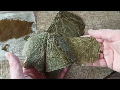 Видео: Виноградные листья в вакууме. Для Долма и сыра.