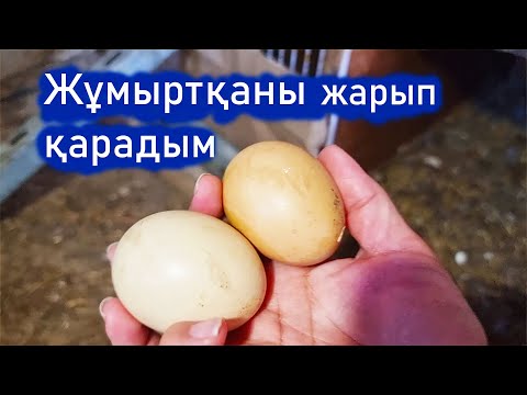 Видео: Vlog. Тауық баспай қалған 2 жұмыртқаны жарып қарадым. 2 жұмыртқа көп жатып қалды