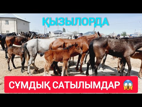 Видео: НЕ ДЕГЕН СҰМДЫҚ АРЗАН БАҒА, ҚЫЗЫЛОРДА МАЛ БАЗАРЫ.