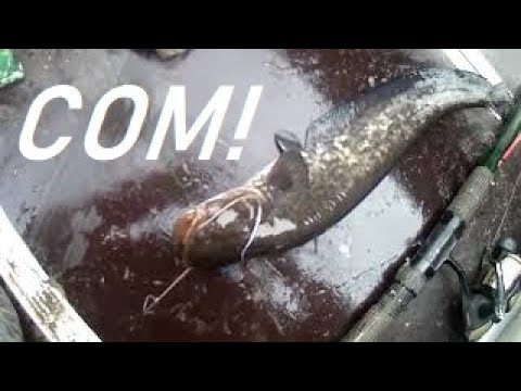 Видео: 64 СНЯЛИ СОМА И ЩУКУ С НОЧНЫХ ЖЕРЛИЦ//RUSSIA VOLGA  FISHING PIKE