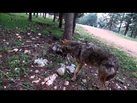 Видео: Природа и жизнь. Ап! И ...волки у моих моих сели....