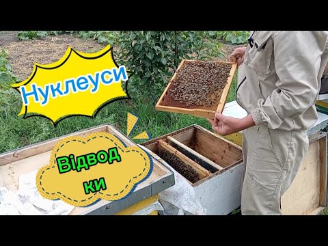 Видео: Розширення протироєвих відводків. Огляд нуклеусів. Мічення бджоломаток .