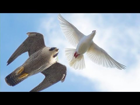 Видео: Falcon Peregrine attacking pigeons. Сокол Сапсан нападает на голубей