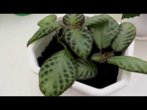 Видео: Укоренение черенков комнатных растений. Часть 1. [Надежда и Мир]