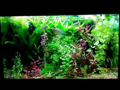 Видео: Интерактивный аквариумный туризм Сезон 4 Выпуск 21 Польский Low-Tech