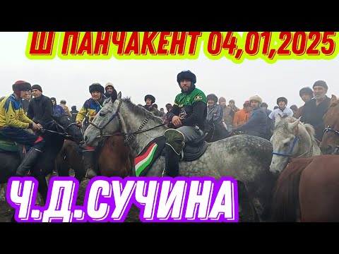 Видео: БУЗКАШИ Ч.Д.СУЧИНА Ш.Панчакент 04.01.2025