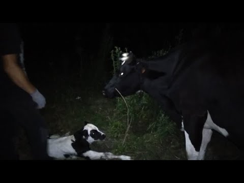 Видео: Отёл голштинской коровы! Кого принесла Маняшка?