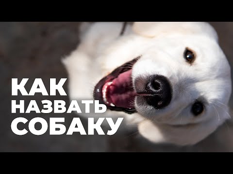 Видео: Как выбрать кличку для собаки 🐕 ТОП имён и советы