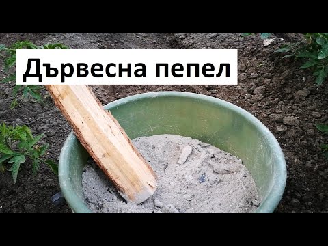 Видео: Дървесна пепел