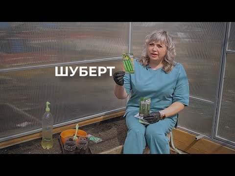 Видео: От корнишонов до крокодилов, или Выбираем сорт огурцов для выращивания