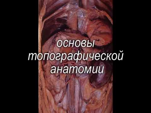 Видео: Павел Пульняшенко: УЗ-диагностика в ветеринарной медицине