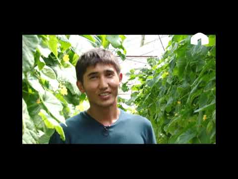Видео: Агро чарба: бадыраңды туура өстүрүү