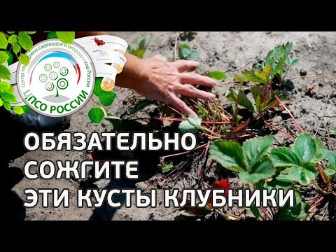 Видео: Вертициллезное увядание клубники. Болезни и лечение клубники, земляники.