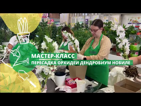 Видео: Мастер-класс: "Пересадка орхидеи Дендробиум Нобиле"